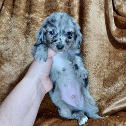 CKC NOAH - Dapple male Dachshund puppy in Swink, Oklahoma from Palali Farm