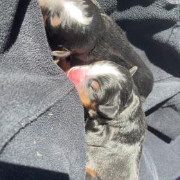 Blue - Black rust and white male Bernese Mountain Dog puppy in North Grove, Indiana from J&F Country Canines
