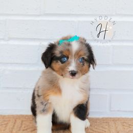 Miniature American Shepherd, Miniature Australian Shepherd, and Toy Australian Shepherd Puppies from Hydden Aussies