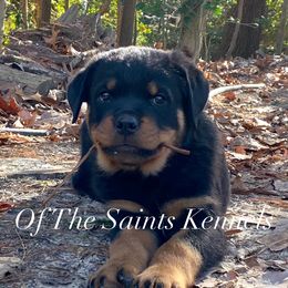 Remi - AVAILABLE - Black and mahogany Rottweiler puppy in Linthicum, Maryland from Of The Saints Kennels