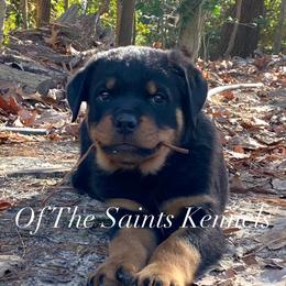 Remi - AVAILABLE - Black and mahogany Rottweiler puppy in Linthicum, Maryland from Of The Saints Kennels