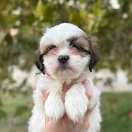 Girl 2 - Sable and white female Shih Tzu puppy in Seguin, Texas from Dolled Up Shih Tzus