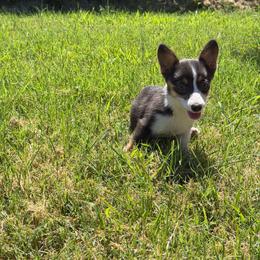 Jesse - Blue female Pembroke Welsh Corgi puppy in Hinton, Oklahoma from Corgi Farms