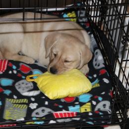 Golden Retriever and Labrador Retriever Puppies from BlueMittn Retievers