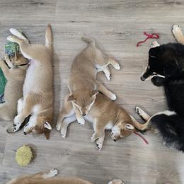 Shiba Inu Puppies from Diwasou