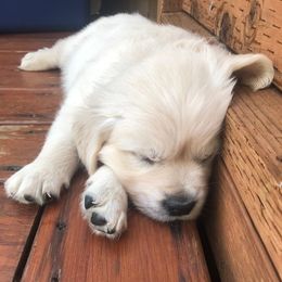 Golden Retriever Puppies from West Coast Cream Goldens