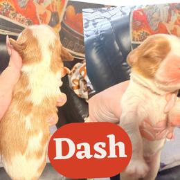 Dash - Chocolate male Cavalier King Charles Spaniel puppy in Spring Hill, Florida from Wonderland Cavaliers