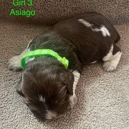 English Springer Spaniel Puppies from Picky’s Puppies