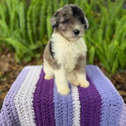 Syrup - Merle female Goldendoodle puppy in Atlantic Beach, Florida from Glamorous Golden Doodles