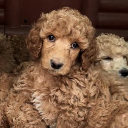 Poodles from Hillside Standard Poodles