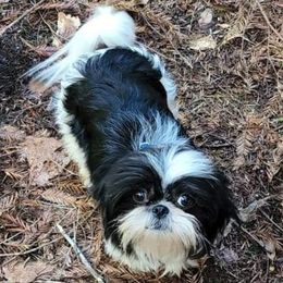 Diva - Shih Tzu