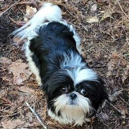 Diva - Shih Tzu