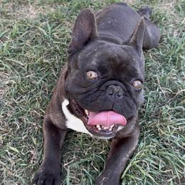 Ollie - French Bulldog