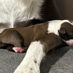 Brontë Sister (Brontë) - Red and white female McNab puppy in Pittsburgh, Pennsylvania from Allegheny McNab Shepherds