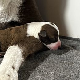 Brontë Sister (Brontë) - Red and white female McNab puppy in Pittsburgh, Pennsylvania from Allegheny McNab Shepherds