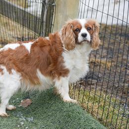 Cavalier King Charles Spaniel and Cocker Spaniel All Grown Up from Country View Puppies