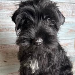 York - Black and tan male Yorkshire Terrier puppy in Tulsa, Oklahoma from Conns Cuddly Canines