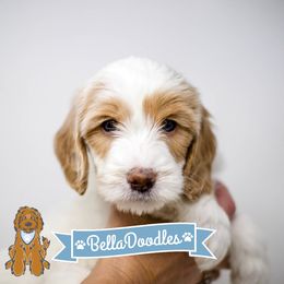 Goldendoodle Puppies from BellaDoodles