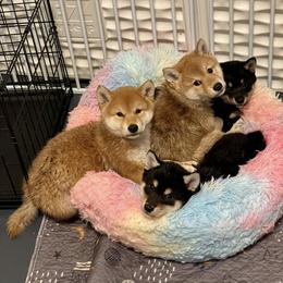 Shiba Inu Puppies from Tobitatsu Shiba Inu