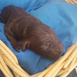 Boy 4 - male Labradoodle puppy in Rock Island, Tennessee from Harvest Sky Kennels