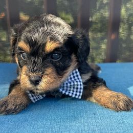 Heath - Black and tan male Havapoo puppy in Loveland, Colorado from Littledoodles2love