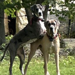 Gunner - Great Dane