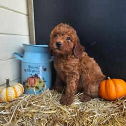 Pecan Pie - Red  male Goldendoodle puppy in Daytona Beach, Florida from Beach Doodles