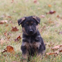 German Shepherd Puppies from Vom Musselman