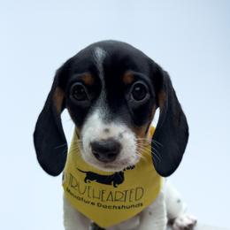 Dachshund Puppies from Truehearted Miniature Dachshunds