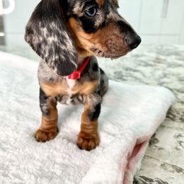 Dachshund Puppies from Harrison Farm
