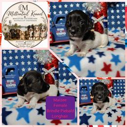 Maizee - Brindle female Dachshund puppy in Hudson, Michigan from Mittentail Kennel Miniature Dachshunds & Australian Shepherds