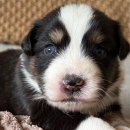 Clover - Black tri-color female Australian Shepherd puppy in Oakridge, Oregon from Middle Fork Australian Shepherds