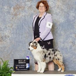 Miniature American Shepherds from Battlefield Australian Shepherds and Miniature American Shepherds