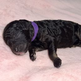 Labradoodle Puppies from Mud Puppies