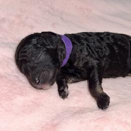 Labradoodle Puppies from Mud Puppies