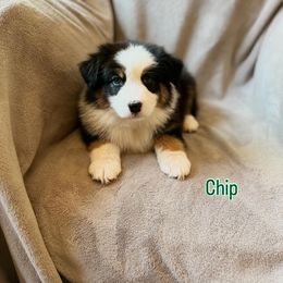 Chip - Black tri-color male Australian Shepherd puppy in St. George, Utah from Rock Canyon Australian Shepherds