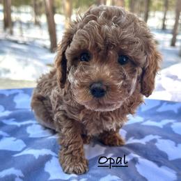 Opal - Apricot female Poodle puppy in Traverse City, Michigan from Riyem Wildflower Farms