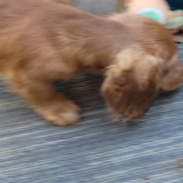 Dachshund Puppies from CLARK'S BREEDING PROGRAM