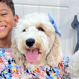 Malibu - Goldendoodle