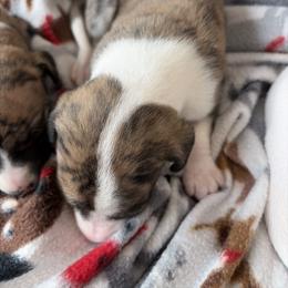 Cornbread - Fawn brindle female Whippet puppy in Fort Myers, Florida from Rainbow Whippets