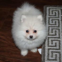 Benji - Cream male Pomeranian puppy in Danielsville, Georgia from PassionatePomPoms