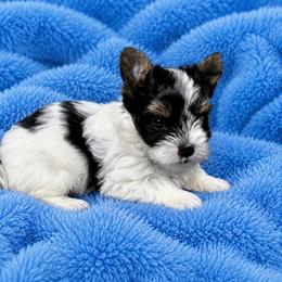 Eeyore - Black tan and white male Biewer Terrier puppy in Cartersville, Georgia from Alpha Tiny Paws
