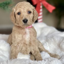 Zazu - Apricot female Labradoodle puppy in San Antonio, Texas from I Love U Back Labradoodles, LLC