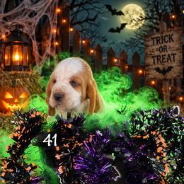MC 41 - Red and white male Basset Hound puppy in Conway, Missouri from Ozark Mountain Kennel