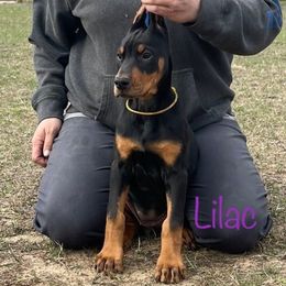 Lilac Collar Girl HM - Black and rust Doberman Pinscher puppy in Knox, Indiana from Double River Dobermans