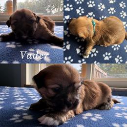 Vader - Red gold male Lhasa Apso puppy in Cincinnati, Ohio from Shangri-La Lhasa Apsos