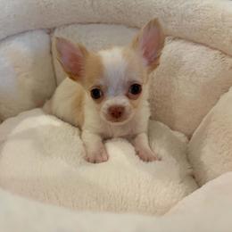 El Toro - Cream and white male Chihuahua puppy in Springfield, Missouri from Casadelopez Tails