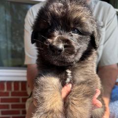 Boy 4 (Bond) - Reddish brown male Leonberger puppy in Manchester, Tennessee from Bois D’Arc Leonbergers