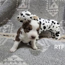 Girl 1 - Red tri female Miniature Australian Shepherd puppy in Bend, Oregon from Badlands Toy and Mini Aussies