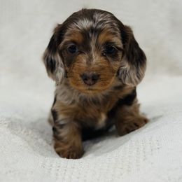 Girl 2 - Dachshund puppy from Johnson Prairie Pups